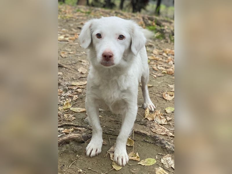 Holiday, geb. ca. 07/2024, lebt in GRIECHENLAND, auf einer privaten Pflegestelle