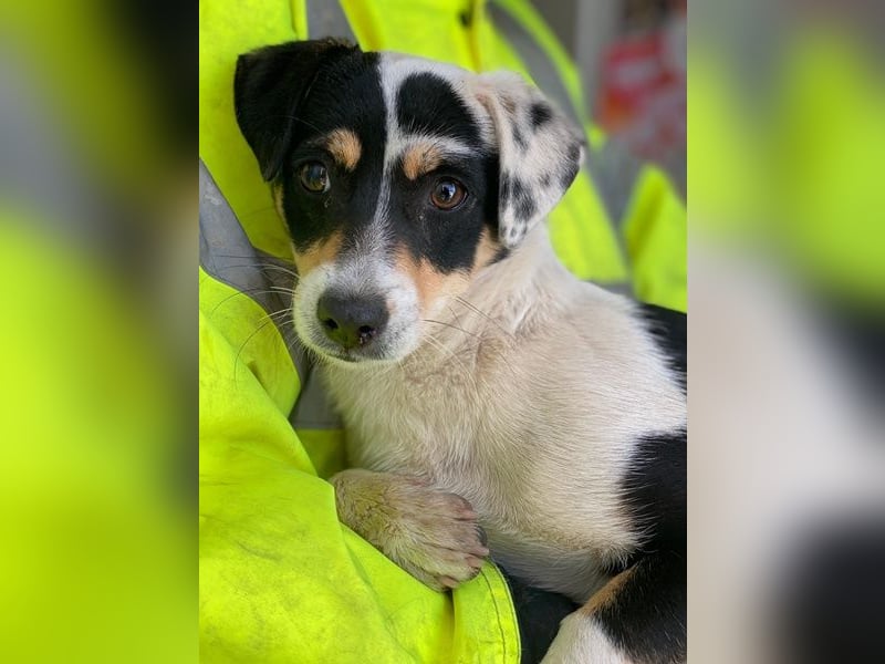 Julia, geb. ca. 08/2025, lebt auf einer Pflegestelle in 79576 Weil am Rhein