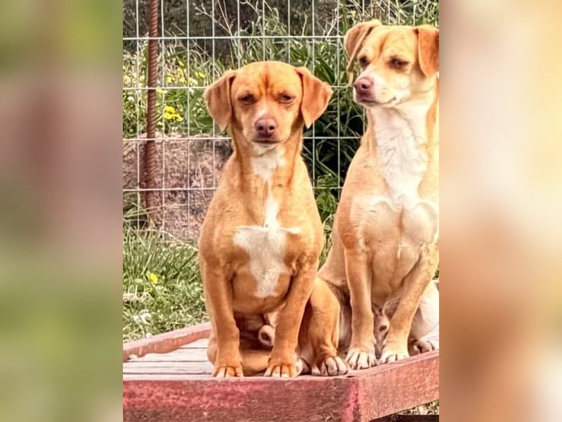 Ed, geb. 03.09.2022, lebt in GRIECHENLAND, auf einer privaten Pflegestelle
