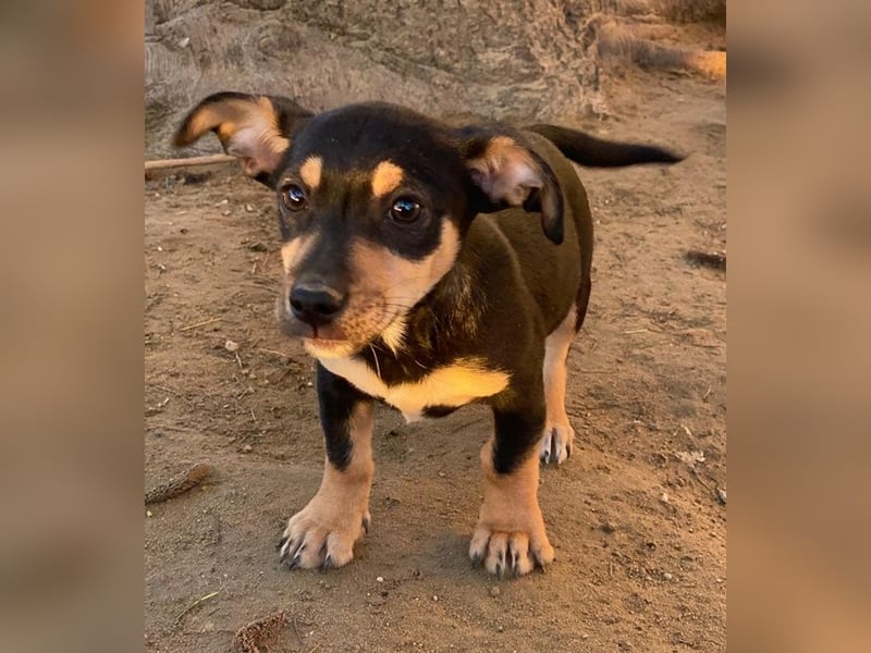 Spirelli, geb. ca. 08/2025, lebt in GRIECHENLAND, auf einer privaten Pflegestelle