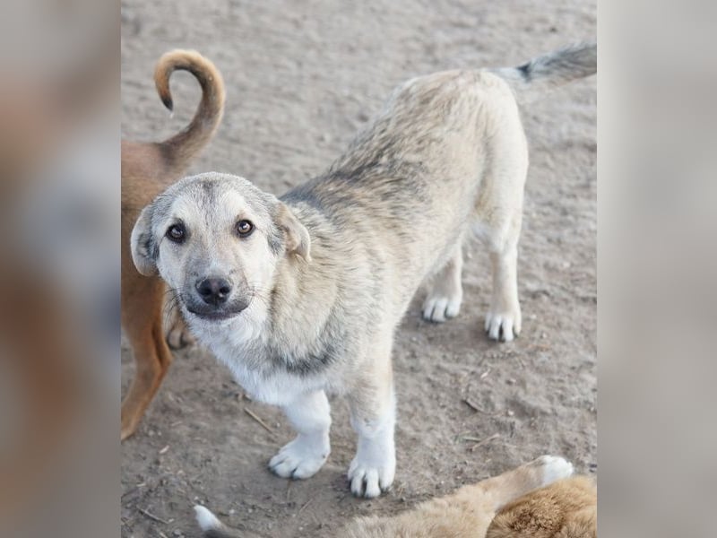 Wursti, geb. ca. 09/2025, lebt in GRIECHENLAND, im städt. Tierheim Serres