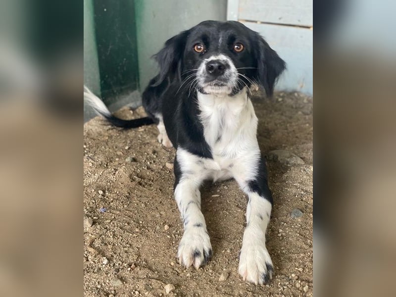 Noor, geb. ca. 08/2024, lebt in GRIECHENLAND, auf einer privaten Pflegestelle