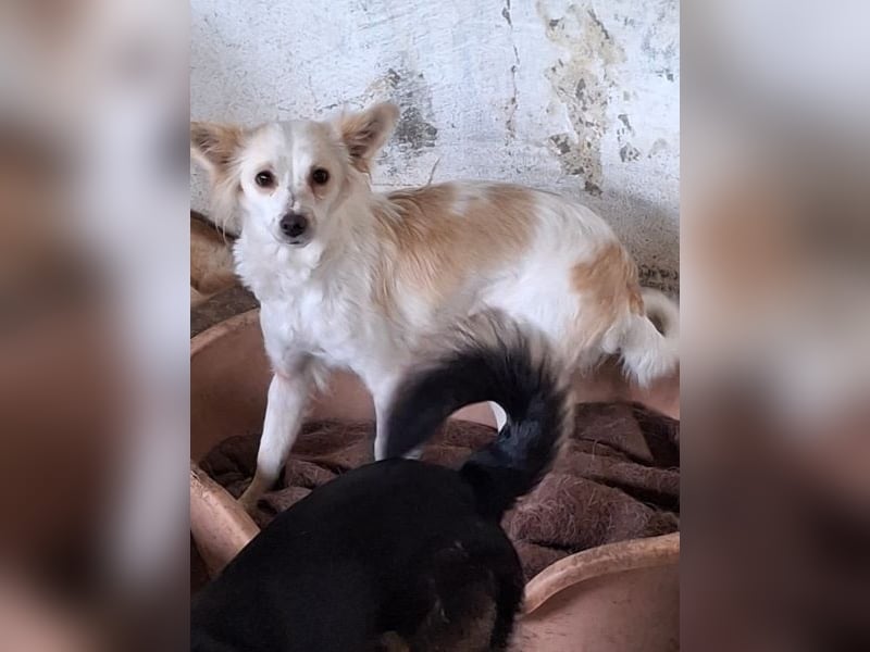 Isara, geb. ca. 07/2024, lebt in GRIECHENLAND, auf einer privaten Pflegestelle