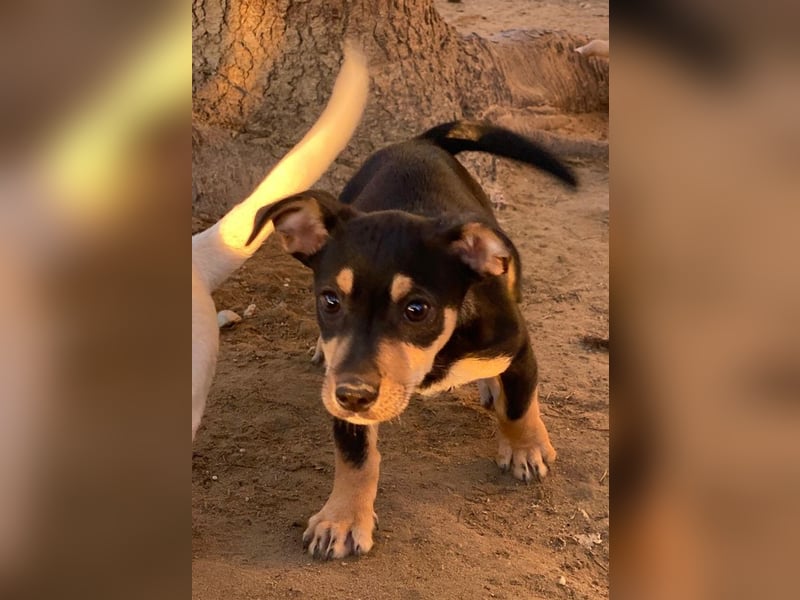 Spirelli, geb. ca. 08/2025, lebt in GRIECHENLAND, auf einer privaten Pflegestelle