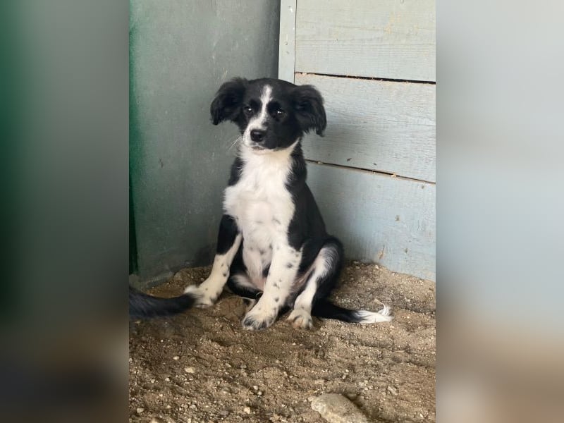 Tux, geb. ca.09/2025, lebt in GRIECHENLAND, auf einer privaten Pflegestelle