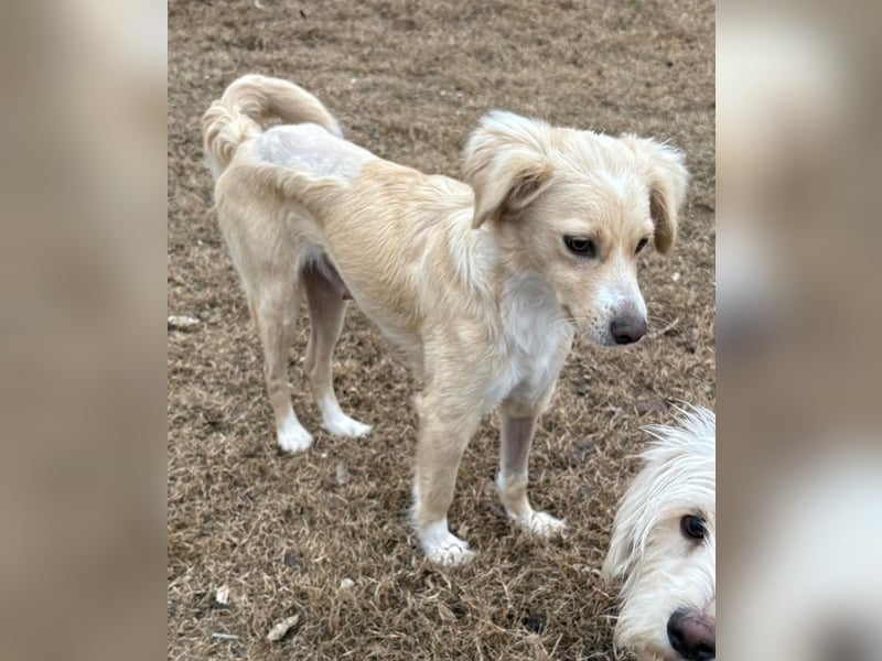 Hazel, geb. ca.02/2025, lebt in GRIECHENLAND, auf einer privaten Pflegestelle