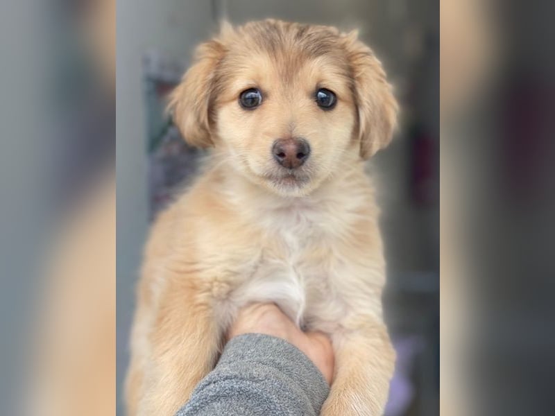 Biscotti, geb. ca. 10/2025, lebt in GRIECHENLAND, im städt. Tierheim Serres