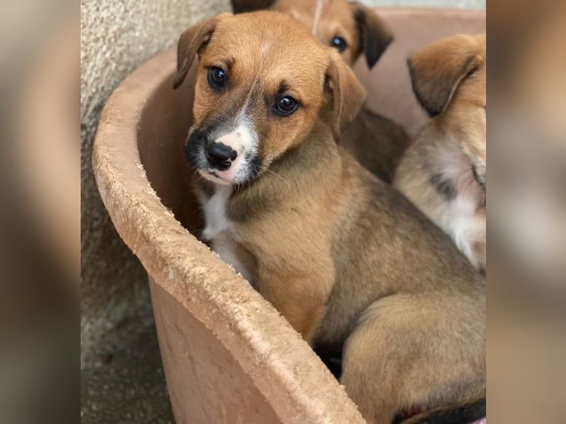 Kelana, geb. ca. 11/2025, lebt in GRIECHENLAND, im städt. Tierheim Serres