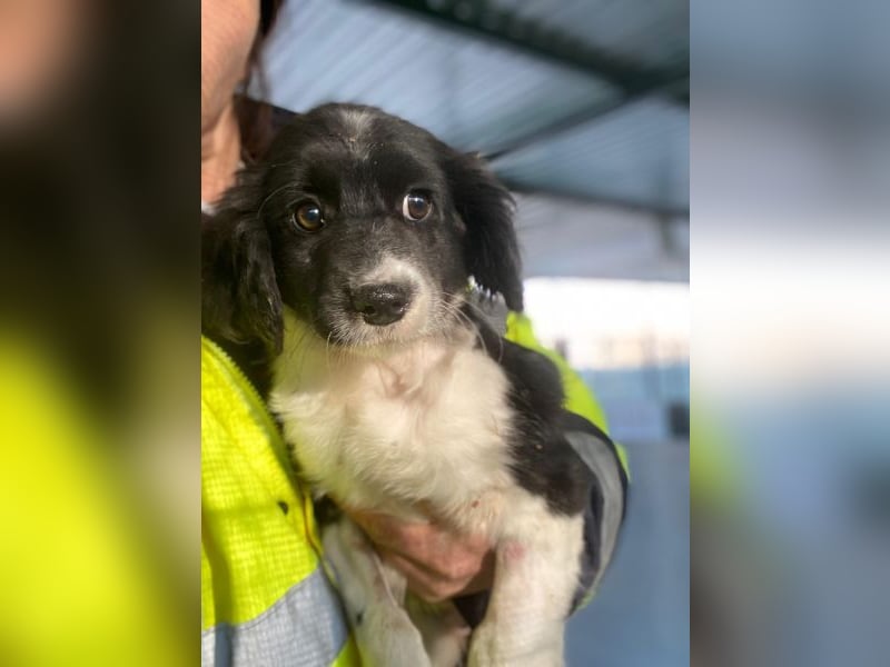 Ada, 09/2025, lebt in GRIECHENLAND, auf einer privaten Pflegestelle