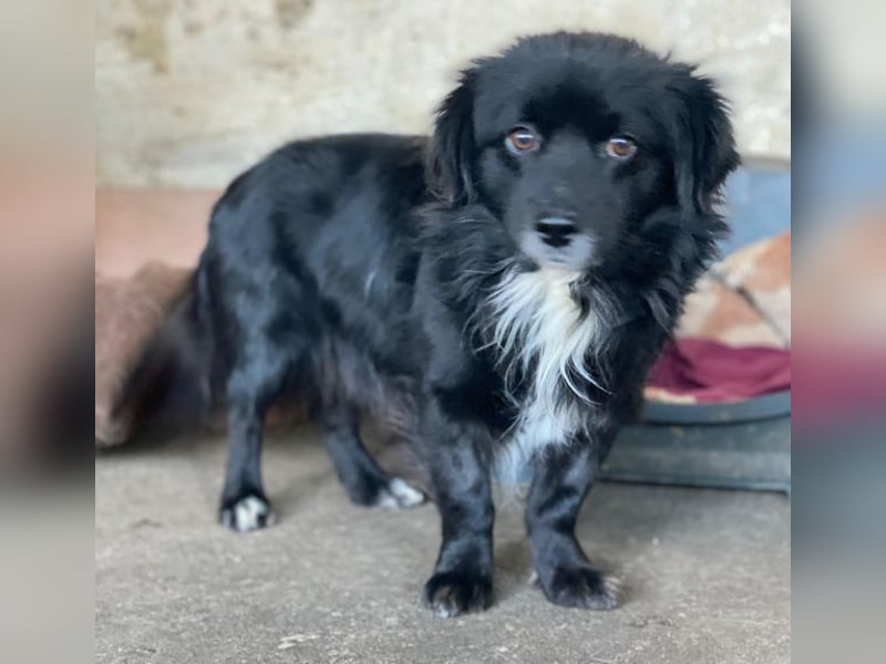 Mochi, geb. ca. 01/2024, lebt in GRIECHENLAND, auf einer privaten Pflegestelle