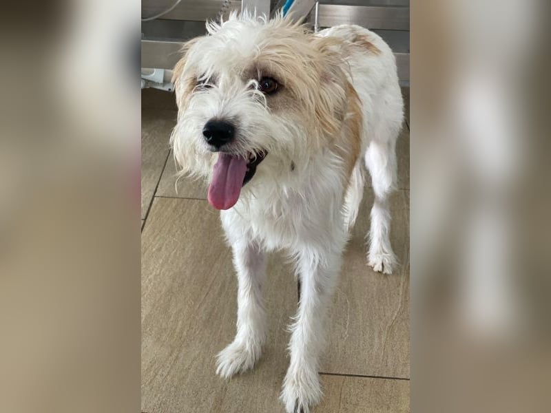 Eko, geb. ca 11/2021, lebt in GRIECHENLAND, im städt. Tierheim Serres