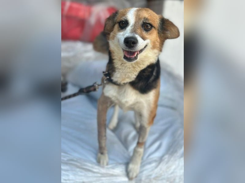 Foxy, geb. ca. 06/2024, lebt in GRIECHENLAND, auf einer privaten Pflegestelle