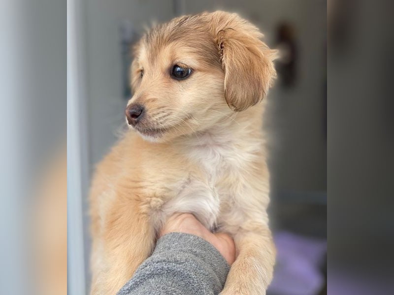 Biscotti, geb. ca. 10/2025, lebt in GRIECHENLAND, im städt. Tierheim Serres