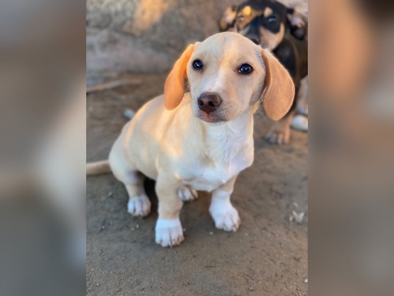 Rigatoni, geb. ca. 08/2025, lebt in GRIECHENLAND, auf einer privaten Pflegestelle