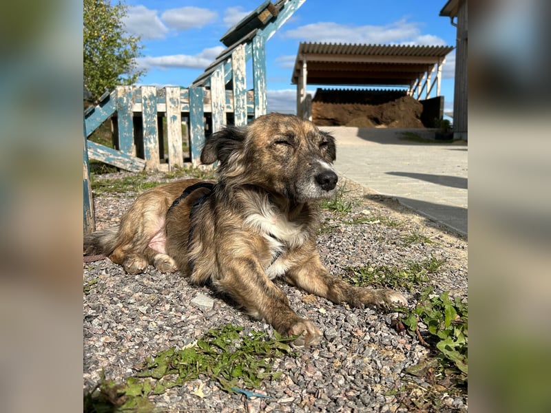 Herbie, geb. ca. 08/2022, lebt auf einer Pflegestelle in 78048 Villingen-Schwenningen