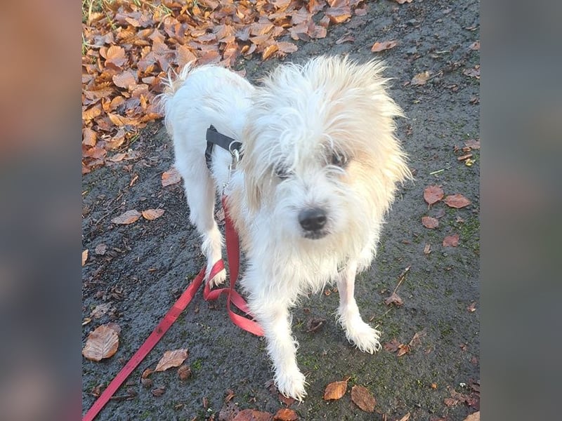 Eko, geb. ca. 11/2021, lebt auf einer Pflegestelle in 54647 Dudeldorf