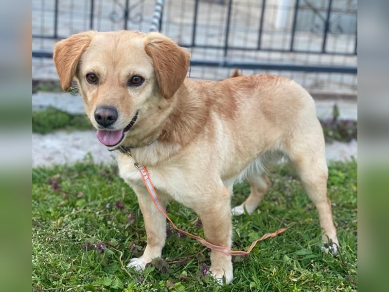 Flora, geb. ca. 03/2024, lebt in GRIECHENLAND, im städt. Tierheim Serres