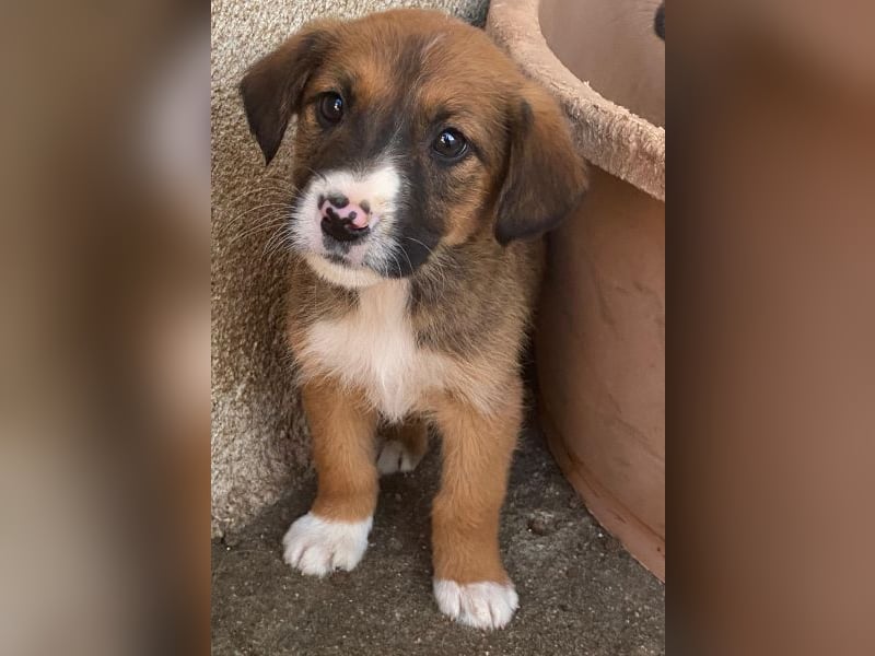 Pinkie, geb. ca. 11/2025, lebt in GRIECHENLAND, im städt. Tierheim Serres