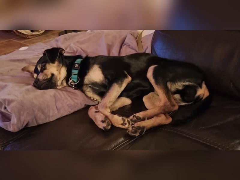 Phil, geb. ca. 12/2024, lebt auf einer Pflegestelle in 53879 Euskirchen, VERMITTLUNGSHILFE