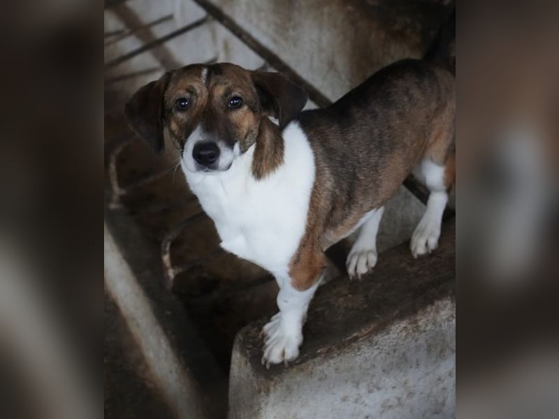 Tanu, geb. ca. 11/2024, lebt in GRIECHENLAND, auf einer privaten Pflegestelle