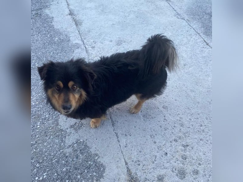 Jacub, geb. ca. 08/2023, lebt in GRIECHENLAND, im städt. Tierheim Serres