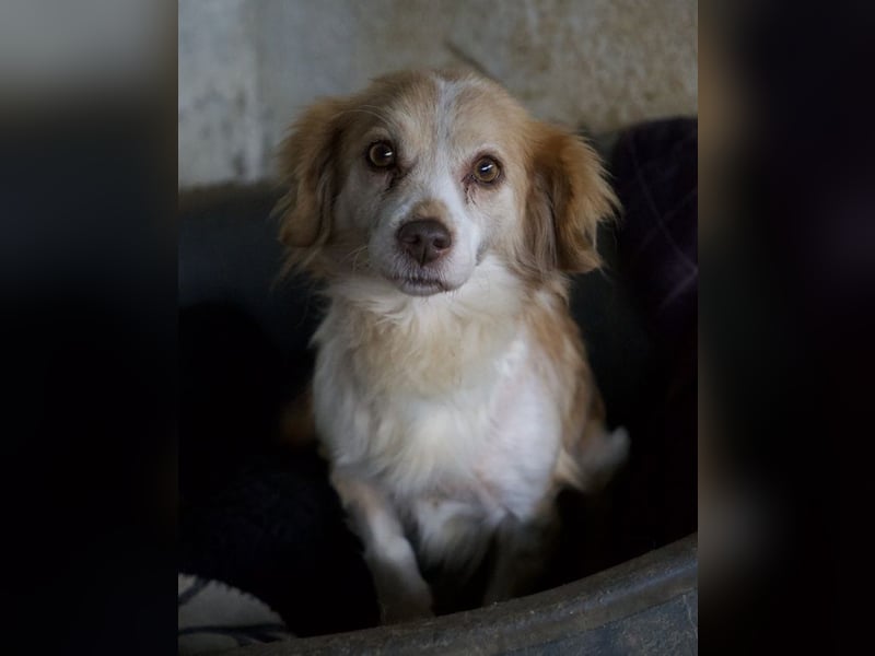 Milona, geb. ca. 10/2020, lebt in GRIECHENLAND, auf einer privaten Pflegestelle