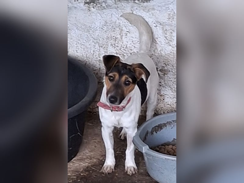 Möök, geb. ca. 04/2025, lebt in GRIECHENLAND, auf einer privaten Pflegestelle