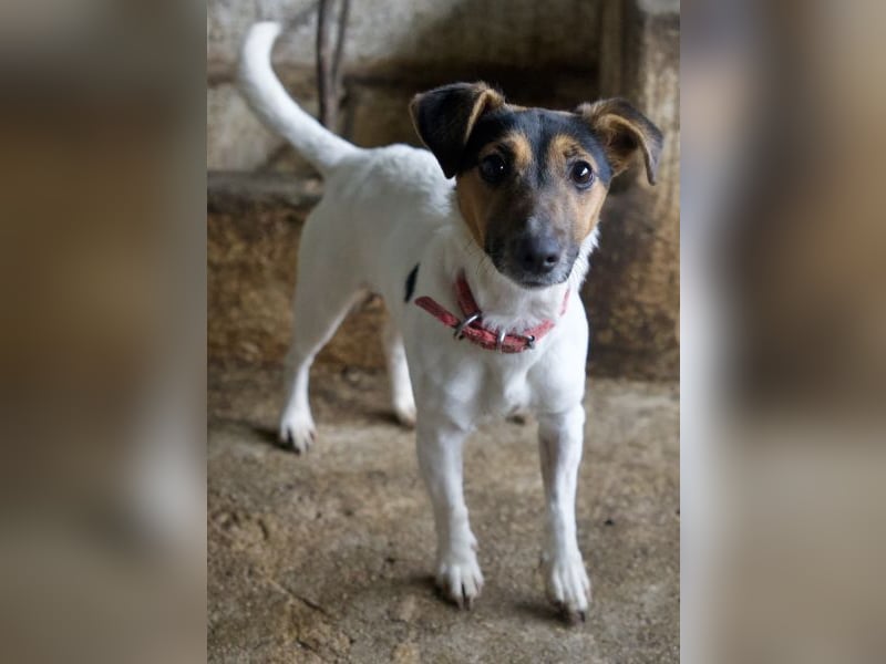 Möök, geb. ca. 04/2025, lebt in GRIECHENLAND, auf einer privaten Pflegestelle