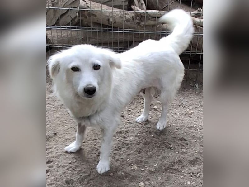 Nanuq, geb. ca. 09/2024, lebt in GRIECHENLAND, auf einer privaten Pflegestelle
