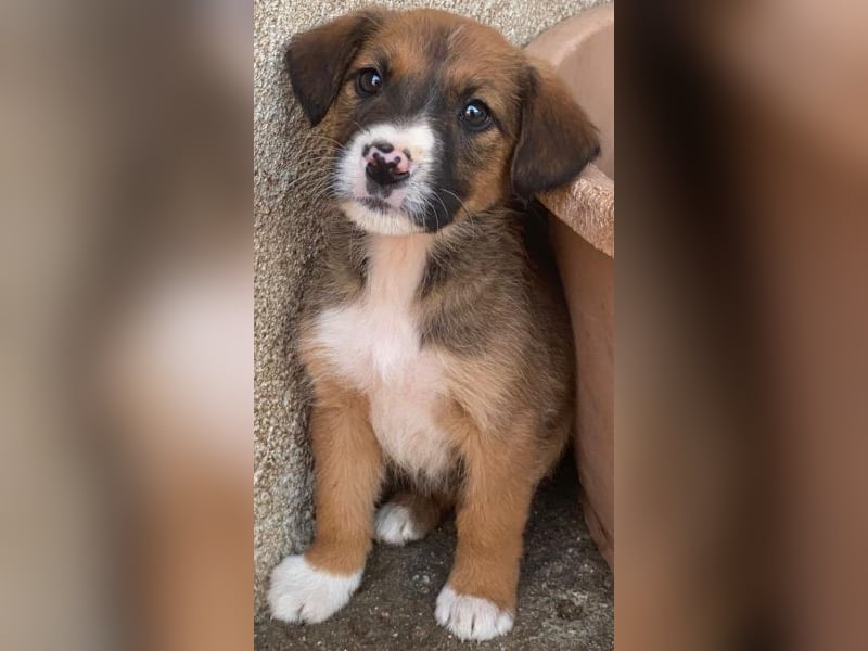 Pinkie, geb. ca. 11/2025, lebt in GRIECHENLAND, im städt. Tierheim Serres