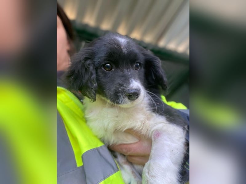 Ada, 09/2025, lebt in GRIECHENLAND, auf einer privaten Pflegestelle