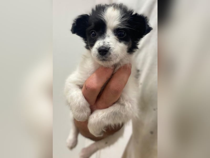 Louise, geb. ca. 08/2025, lebt in GRIECHENLAND, auf einer privaten Pflegestelle