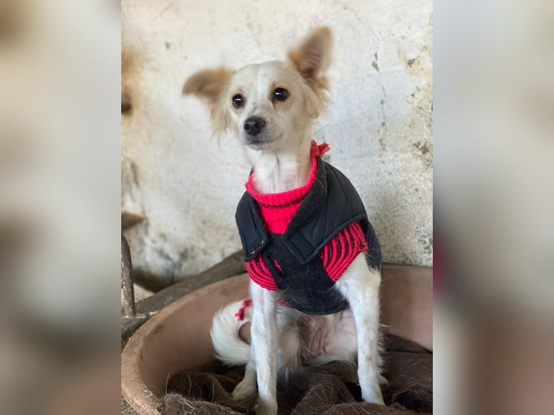 Isara, geb. ca. 07/2024, lebt in GRIECHENLAND, auf einer privaten Pflegestelle