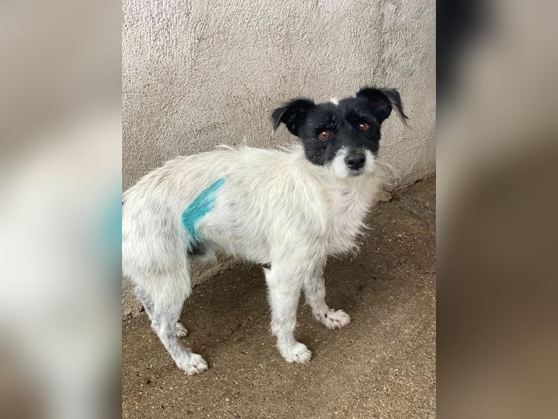 Tarus, geb. ca. 11/2024, lebt in GRIECHENLAND, im städt. Tierheim Serres