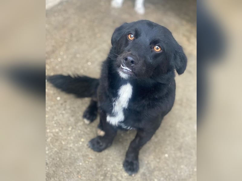 Orrin, geb. ca. 11/2024, lebt in GRIECHENLAND, im städt. Tierheim Serres