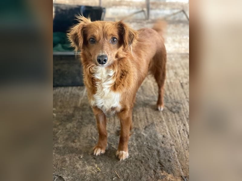 Konrada, geb. ca. 04/2025, lebt in GRIECHENLAND, auf einer privaten Pflegestelle