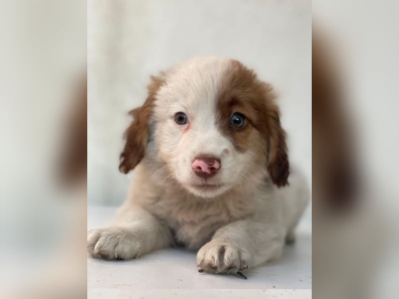 Milos, geb. ca. 10/2025, lebt in GRIECHENLAND, auf einer privaten Pflegestelle