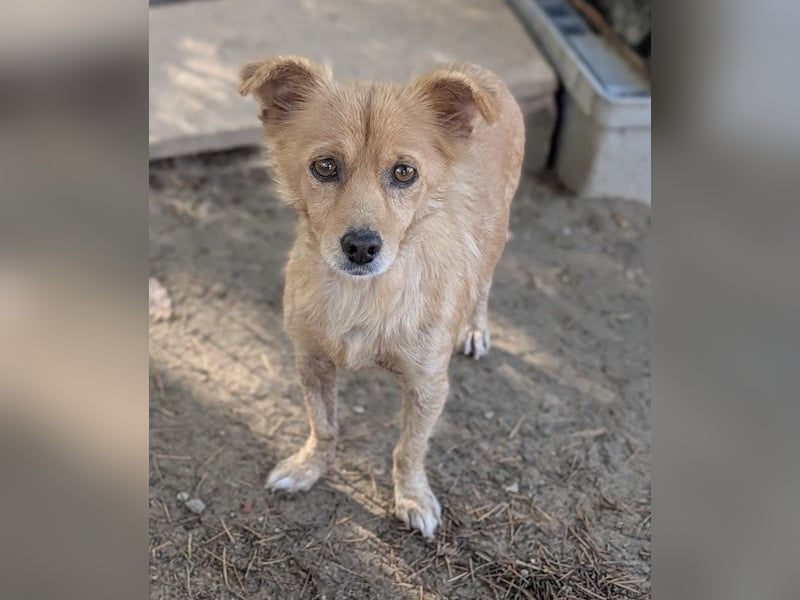 Elvira, geb. ca. 10/2024, lebt in GRIECHENLAND, auf einer privaten Pflegestelle