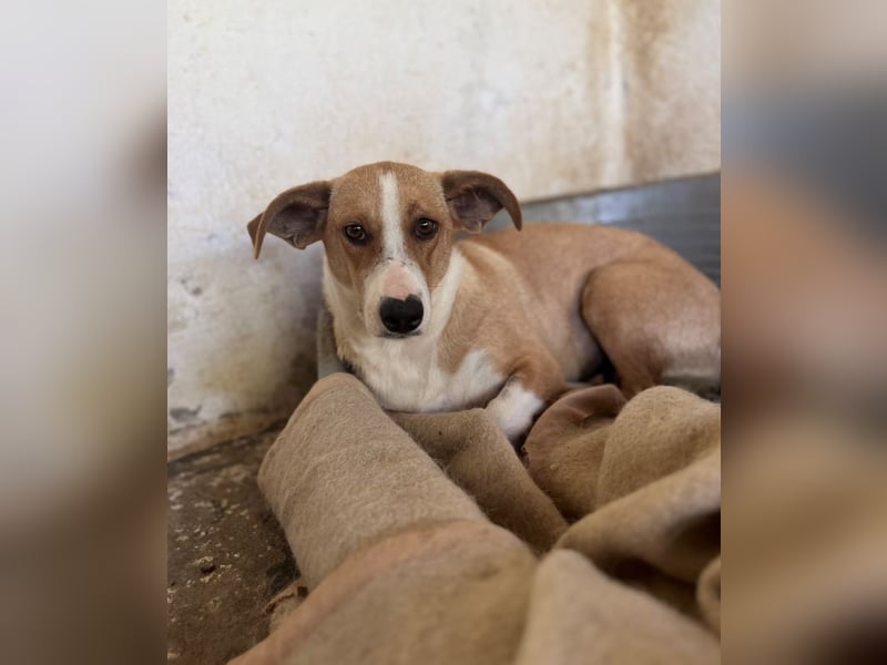 Ida, geb. ca. 05/2021, lebt in GRIECHENLAND, auf einer privaten Pflegestelle