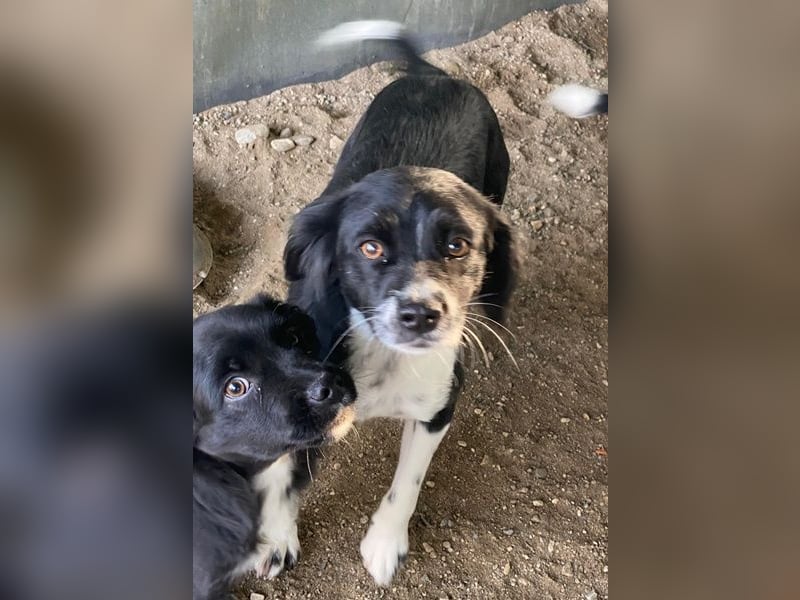 Noor, geb. ca. 08/2024, lebt in GRIECHENLAND, auf einer privaten Pflegestelle