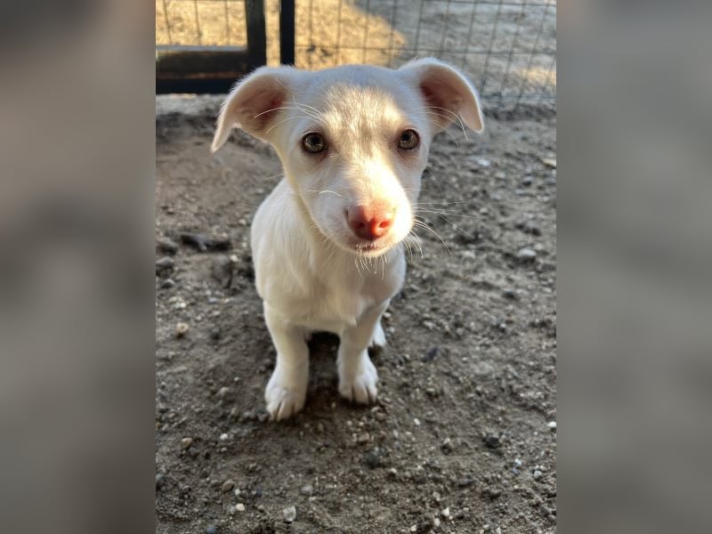 Kiona, geb. ca. 08/2025, lebt in GRIECHENLAND, auf einer privaten Pflegestelle