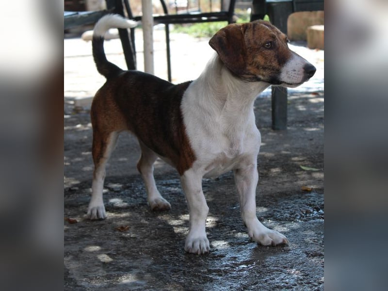 Tanu, geb. ca. 11/2024, lebt in GRIECHENLAND, auf einer privaten Pflegestelle