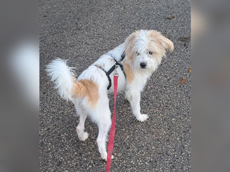 Eko, geb. ca 11/2021, lebt auf einer Pflegestelle in 53940 Hellenthal