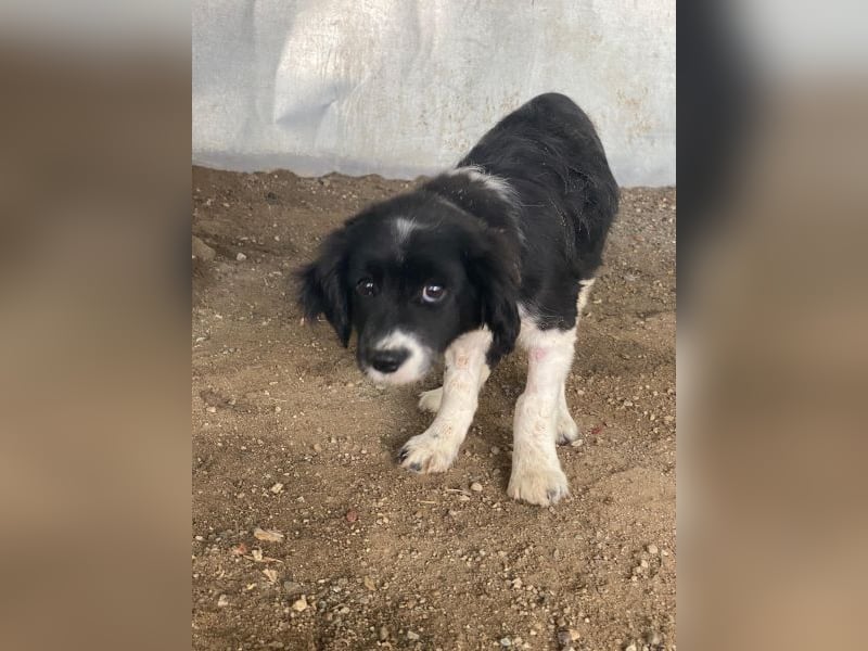 Ada, 09/2025, lebt in GRIECHENLAND, auf einer privaten Pflegestelle