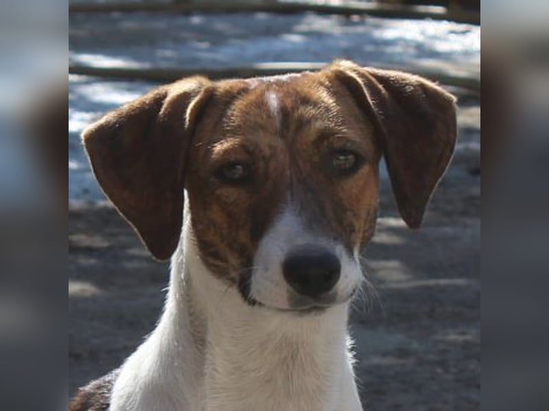 Tanu, geb. ca. 11/2024, lebt in GRIECHENLAND, auf einer privaten Pflegestelle