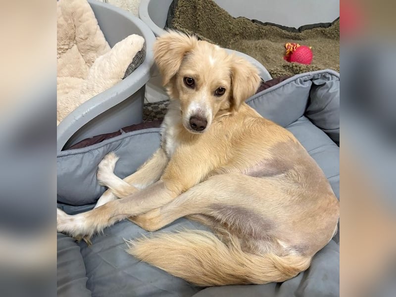 Hazel, geb. ca.02/2025, lebt in GRIECHENLAND, auf einer privaten Pflegestelle