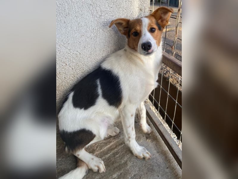 Freydis, geb. ca. 07/2025, lebt in GRIECHENLAND, im städt. Tierheim Serres