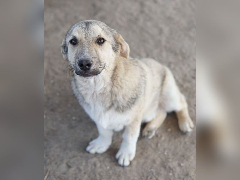 Wursti, geb. ca. 09/2025, lebt in GRIECHENLAND, im städt. Tierheim Serres