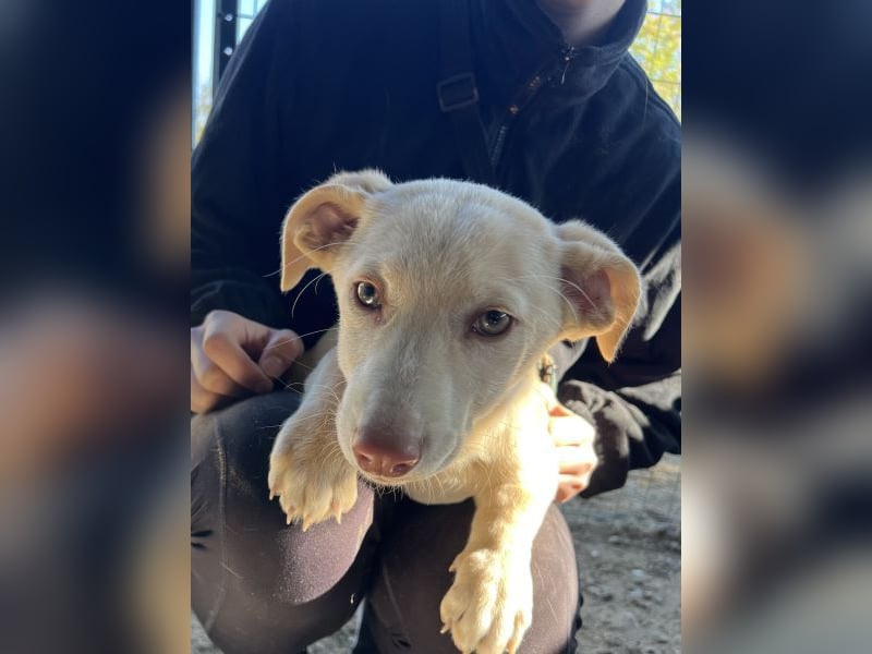 Francky Stanley, geb. ca. 08/2025, lebt in GRIECHENLAND, auf einer privaten Pflegestelle