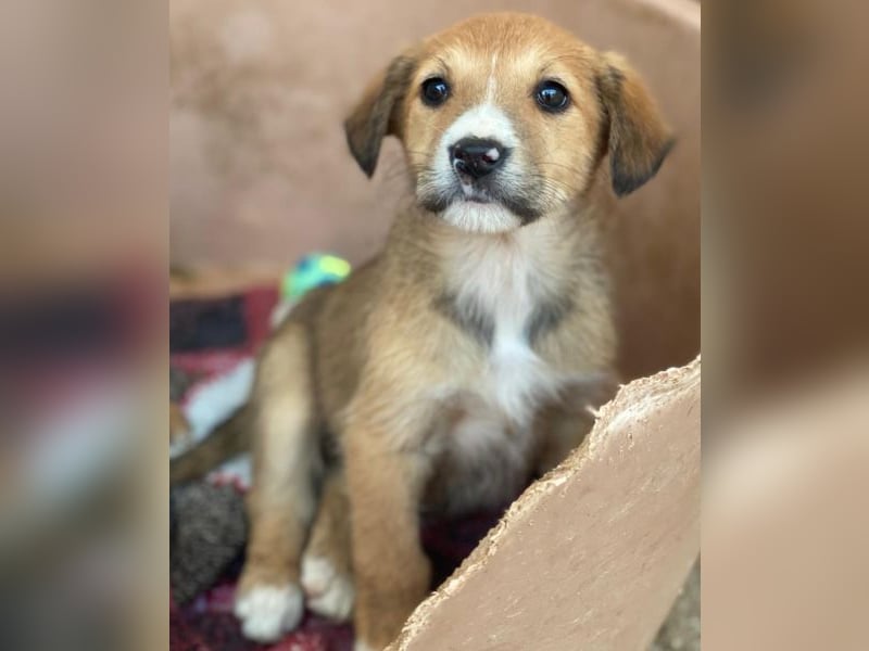 Sanna, geb. ca. 11/2025, lebt in GRIECHENLAND, im städt. Tierheim Serres